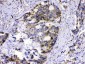 Anti-MUT Picoband Antibody
